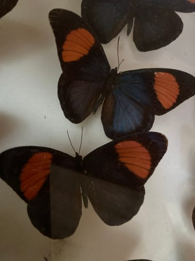 A close-up shot of several pinned butterflies. The insects are mainly black with orange markings on the wings. The image appears to have been taken in a display case, potentially at a museum. The city of Konya, Turkey is not discernible in this image.