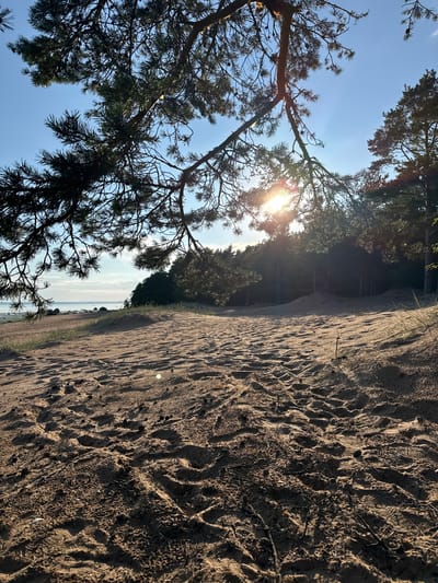 This is an outdoor, eye-level, vertical, medium shot of a sandy landscape leading to a forest and the sea, under a clear blue sky. The foreground is dominated by a sandy path with numerous footprints and some small debris, possibly pinecones and twigs. A large pine branch, silhouetted against the sky, extends from the upper left of the frame, casting shadows on the sand. The sun is visible through the pine needles, creating a lens flare and illuminating the scene with warm light. Beyond the sandy area, a dense forest of pine trees forms a dark line against the brighter sky. In the distance, a glimpse of the sea can be seen, with a few scattered rocks along the shoreline. The overall impression is one of a tranquil, natural environment, likely a coastal area. The image does not contain any people or specific identifiable landmarks to indicate its location within the city of Fort-Krasnaya Gorka, Russia.