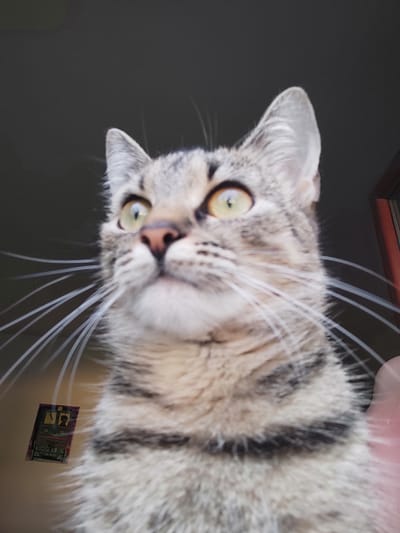 A close-up, low-angle shot captures a tabby cat's face looking upwards against a dark background. The cat has light brown fur with darker brown tabby markings, prominent white whiskers, and striking yellow-green eyes. The focus is sharpest on the cat's eyes and nose. To the left of the cat's face, a small, rectangular object with colorful markings, possibly a miniature picture or tag, is visible and appears to be attached to the cat's fur or collar. The background is predominantly dark, with a hint of a wooden frame or door jamb on the right side of the image. The image was taken in the city of Jablonec nad Nisou, Czechia.