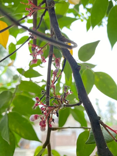 A close-up, low-angle shot captures a cluster of star fruit flowers and buds on a tree branch. The small, pink and white flowers, some closed and some partially open, hang delicately from thin red stems. Green leaves form a soft, blurred background, with a bright, overcast sky visible through the foliage. The thick, textured bark of the tree trunk is prominent in the foreground. The scene suggests a natural outdoor setting, likely a garden or park in Blangkabu, Indonesia, where the star fruit tree is in bloom. There are no people or animals visible in the immediate vicinity.