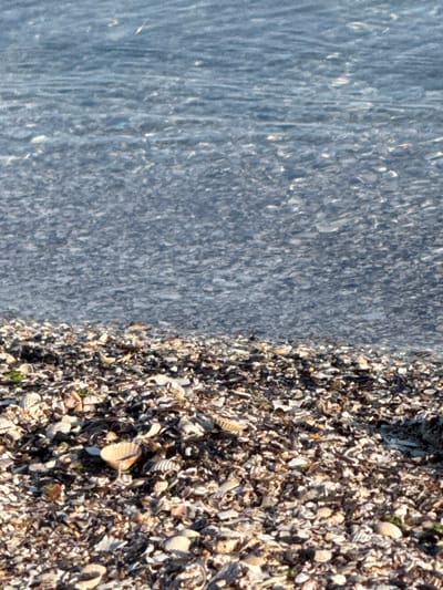 The image depicts a beach scene in Ukrainka, Ukraine, with a clear division between the shallow water and the shore. The water, on the left side of the frame, is a pale blue-grey, with visible ripples and highlights suggesting sunlight reflecting off its surface. The texture of the water is dynamic, showing the movement of small waves or currents.
The right side of the image is dominated by the beach, which is densely covered with a variety of small seashells and shell fragments. These shells are predominantly in shades of white, beige, grey, and brown, creating a textured and varied surface. Some larger, more intact shells are visible amongst the smaller pieces. The shells appear dry, indicating they are above the water line.
The scene suggests a daytime setting, likely with sunny weather, given the bright reflections on the water and the illumination of the shells. The overall impression is one of a natural, coastal environment. There is no visible text in the image. The image is oriented vertically, with the water on the left and the shore on the right.