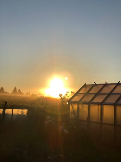 This image depicts a sunrise over a rural landscape. A greenhouse, made of translucent material and a dark frame, stands on the right side of the frame, bathed in the warm glow of the rising sun. The sun itself is a bright, concentrated orb in the upper left quadrant, casting long rays and creating a lens flare effect. In the distance, a line of trees is visible through a light mist or fog, further illuminated by the sunrise. In the foreground, a wire fence and some pink roses are partially visible. The ground is covered in vegetation, with some dew or moisture present, reflecting the light. The sky transitions from a clear blue at the top to a warm orange and yellow near the horizon. The scene evokes a peaceful and early morning atmosphere in a rural setting, possibly in or near Uriupino, Russia. There are no people or animals visible in the image.