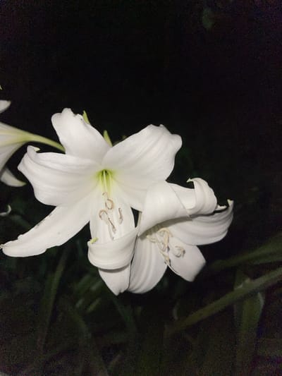 This is a close-up, low-light photograph of two white lily flowers in bloom. The flowers are large and trumpet-shaped, with delicate, ruffled petals. The stamens and pistils are visible in the center of the flowers. The background is dark and out of focus, suggesting the photograph was taken at night or in a dimly lit environment. There are no people or any signs of human activity in the image. The overall impression is one of natural beauty and tranquility. The image was taken in the city of Khala, Georgia.