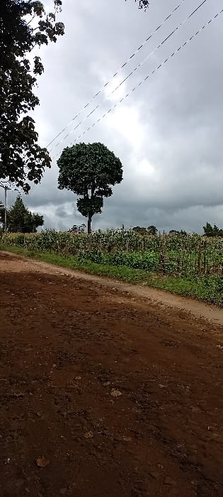 The scene depicts a rural landscape in Gatakaine, Kenya, under an overcast sky. In the foreground, a reddish-brown dirt road runs diagonally from the bottom-left towards the mid-right, exhibiting minor ruts and scattered organic debris. Adjacent to the road, on the right, is a cultivated field containing numerous green plants, many of which appear to be supported by vertical stakes or trellises. A prominent, mature tree with a dense, rounded green canopy stands within this field, slightly left of center. Further back on the left, additional trees and dense foliage are visible. The background consists of a distant tree line beneath a heavily clouded, gray sky. Three parallel utility lines are visible across the upper portion of the sky. No individuals or active subjects are present in the image.