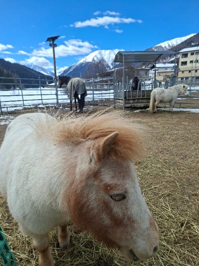 The image captures an outdoor equestrian enclosure in Davos, Switzerland, under a bright blue sky with scattered white clouds. In the immediate foreground, a light cream-colored pony with a reddish-blond mane and muzzle is partially visible from the chest upwards, facing towards the right and looking downwards. Its right eye appears mostly closed. The ground directly beneath this pony consists of dry straw or hay.

Behind the foreground pony, a metal barrier fence separates it from a larger enclosure containing other equines. Within this enclosure, from left to right: a dark-colored horse wearing a light grey blanket stands facing away from the camera; a second dark horse is positioned inside a metal feeding trough structure with a curved metal canopy; and a white pony with scattered dark speckles stands to the right of the feeding structure, facing right. The ground inside this enclosure is a mix of dirt, hay, and patches of melting snow.

In the mid-background, a tall wooden pole with a mounted solar panel or similar device is visible to the left of the blanketed horse. The far background features prominent snow-covered mountains under the sky. To the left, a forested slope is visible. To the right, a multi-story building, appearing to be a residential or hotel structure, is partially visible behind the enclosure. No human subjects are present.