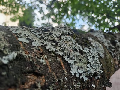 The image is a close-up, low-angle shot of tree bark covered in lichen. The bark is rough and textured, with patches of greyish-green lichen clinging to its surface. The lichen appears flaky and layered, adding to the rugged texture of the bark. In the background, the scene is out of focus, showing blurred green foliage and circular bokeh lights, suggesting a bright, possibly sunny day. The soft, diffused light and the presence of foliage indicate an outdoor setting, likely a park or forest. The focus is entirely on the intricate details of the bark and lichen, drawing the viewer's attention to the natural textures and patterns. There is no visible text in the image. The overall impression is one of natural detail and the quiet beauty of organic surfaces. The location context is Grudziądz, Poland.