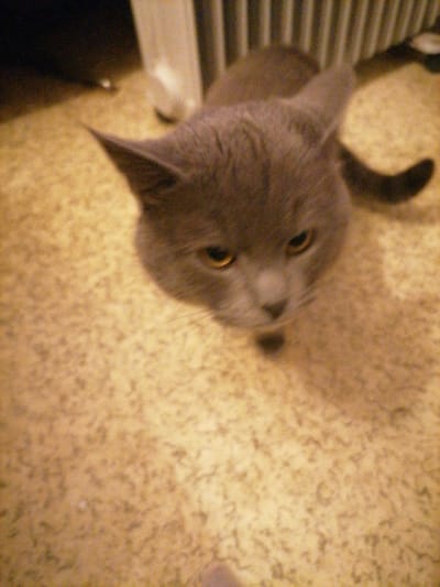 The scene depicts a single domestic cat indoors in Leskovdol, Bulgaria. The cat, appearing to be a British Shorthair or similar breed, possesses a solid gray (blue) coat and amber-colored eyes. It is positioned in a crouched or low stance on a light beige or cream-colored, textured carpet, with its head directed towards the viewer. Its ears are upright. The cat's tail is partially visible curled behind its body. In the blurred background, a white vertical radiator or heating unit is present on the right, with a darker, indistinct area behind it.