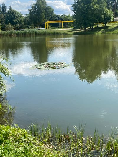 This image depicts a serene natural scene near Briceni, Moldova. The foreground is dominated by a calm body of water, reflecting the blue sky and white clouds above. On the surface of the water, a cluster of water lilies with pink blossoms are visible. The far bank of the body of water is lined with lush green reeds and tall trees. In the background, a prominent yellow pipe, likely part of industrial infrastructure, runs horizontally across the landscape, supported by metal poles. The overall impression is one of a peaceful natural environment, possibly on the outskirts of a town or city, given the presence of industrial elements.