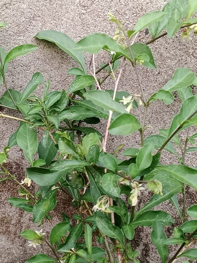 A close-up, eye-level shot captures a green leafy vine with delicate white flowers growing against a textured gray wall. The vine's branches are thin and dark, with elliptical leaves that have a slight sheen. Some leaves display small white speckles. The wall, likely stucco or concrete, has a rough, granular surface. The lighting suggests an outdoor environment, possibly in Meunasah Asan, Indonesia, with natural light illuminating the plant and casting subtle shadows. There are no people or visible animals in the frame. The overall scene is natural and serene, focusing on the intricate details of the plant.