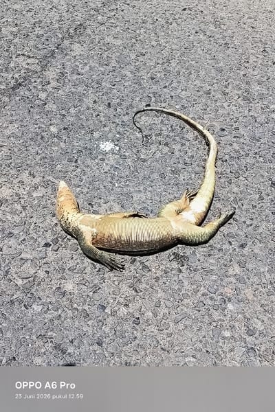 A deceased monitor lizard lies on its back on an asphalt road. The lizard's body is outstretched, with its legs splayed and its tail curved over its body. The skin of the lizard is textured with scales and appears to be a mottled brown and green color. The road surface is grey and rough, with visible gravel and stones embedded in the asphalt. In the lower portion of the image, text indicates "OPPO A6 Pro 23 Juni 2026 pukul 12.59". There is no indication of the specific location within the city of Blangkutacoh, Indonesia, beyond the general assumption that this is a street or roadway. There are no people or other animals visible in the image.