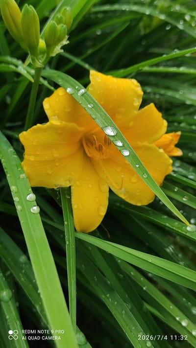 A close-up shot shows a vibrant yellow flower with raindrops on its petals and surrounding green leaves. The flower is in focus, with its stamens visible in the center. The leaves are a lush green, some bearing multiple water droplets that create a glistening effect. The background is blurred, hinting at more foliage. A few unopened flower buds are visible in the upper left corner. The image was taken in Ülgase, Estonia, on July 4, 2026, at 11:32 AM.
