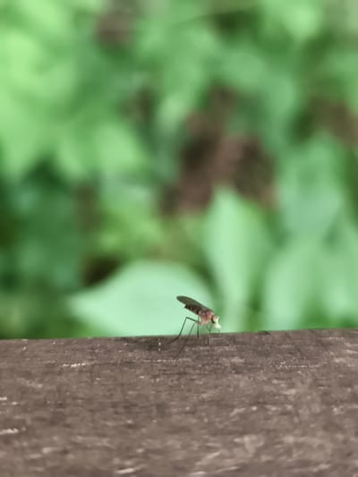 A small, slender insect with long legs and dark, patterned wings is perched on a rough, wooden surface. The insect is brown and tan with a pale green tip on its proboscis. Its body is positioned facing to the left, with its legs spread out on the surface. The background of the image is a blur of green foliage, suggesting an outdoor environment. The wooden surface appears to be a plank or a railing, with a textured, weathered appearance. The lighting suggests it is daytime, with diffused light, likely from an overcast sky or shade. The image's focus is on the insect, with the background softly blurred. There is no indication of the city of Triberg im Schwarzwald, Germany, or any specific location within a city.