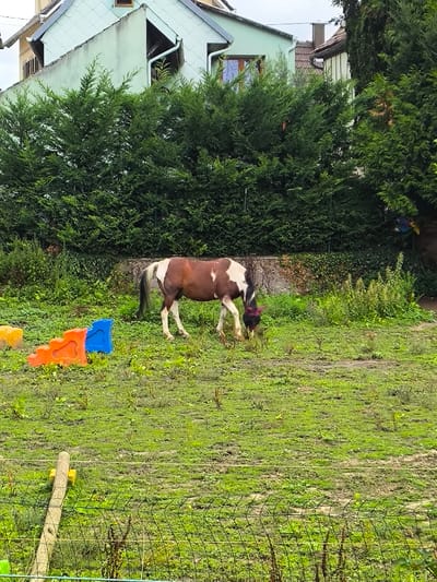 The image depicts an outdoor scene in Wolfisheim, France, featuring a brown and white pinto horse grazing in a grassy field. The horse, facing slightly right with its head lowered, is actively eating grass and wears a dark fly mask covering its eyes and ears. To the left of the horse, three colored plastic obstacles are present: a yellow block, an orange stepped ramp, and a blue block. The foreground includes a metal mesh fence and a wooden post on the left. In the background, a dense evergreen hedge forms a boundary behind the horse. Beyond the hedge, a light green residential building with a brown roof and white downspouts is visible on the left, and part of another building with a brown tiled roof appears on the right. The ground is a mix of green grass and patches of bare earth, and the sky is overcast. No people are visible.