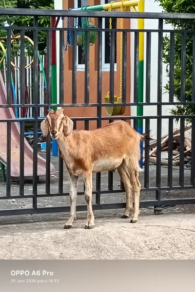 A light brown goat stands in front of a black metal fence. The goat is facing the camera and looking directly at it. It has large, floppy ears and short, dark brown hair on its tail. The fence is in focus and appears to be made of wrought iron. Behind the fence, there is a playground with a colorful slide and swings. The ground is paved with concrete. The image appears to have been taken in the daytime, as there is plenty of natural light. The location context is Blangkutacoh, Indonesia. The bottom of the image contains text overlay that reads "OPPO A6 Pro 25 Juni 2026 pukul 16.33".