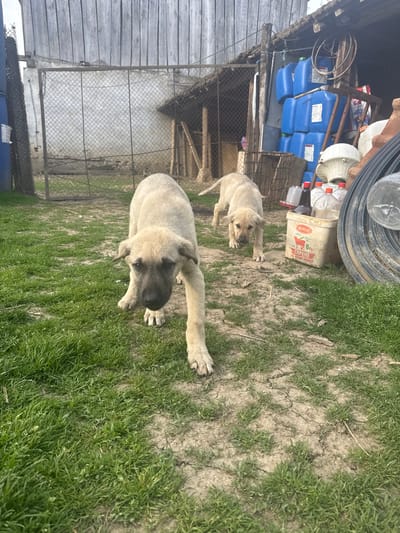 The image shows two light-colored puppies in a yard. The foreground puppy is larger and lying down with its front paws extended. The smaller puppy is standing behind it. The ground is a mix of dry dirt and patches of green grass. In the background, there's a structure with a wire fence and a pile of miscellaneous objects including blue plastic containers, a tire, and a bucket with writing on it. Based on provided data, the location is Dobrevtsi, Bulgaria.