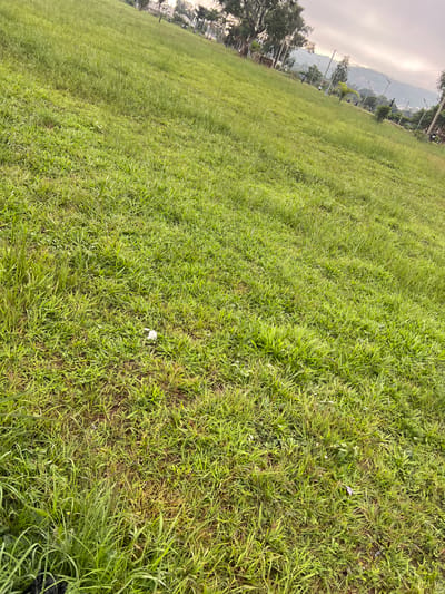 The image depicts a grassy slope in the city of Barakin Naraguta, Nigeria. The terrain is predominantly covered in lush green grass, with some patches appearing drier or brown. In the foreground, a small white object, possibly litter, is visible amidst the grass. The mid-ground shows a gently sloping hill, with scattered trees and power poles lining the upper edge. In the distance, buildings and a mountainous landscape are faintly discernible under an overcast sky. A few individuals, dressed casually, can be seen walking or standing on the slope and in the background, suggesting a public park or recreational area.