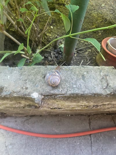 The image depicts a close-up, outdoor shot of a snail on a weathered, grey concrete ledge. The snail, with its brown and cream spiral shell, is positioned in the center of the frame, its antennae extended. Behind the snail, there are green plants with thin stems and leaves, a green pole, and the edge of a terracotta pot. The concrete ledge is rough and textured, with some areas appearing lighter and others darker, possibly from moss or dirt. The ground below the ledge is also visible, with a red hose lying across it. The scene appears to be in a garden or yard setting. The location is identified as Sadovo, Bulgaria.