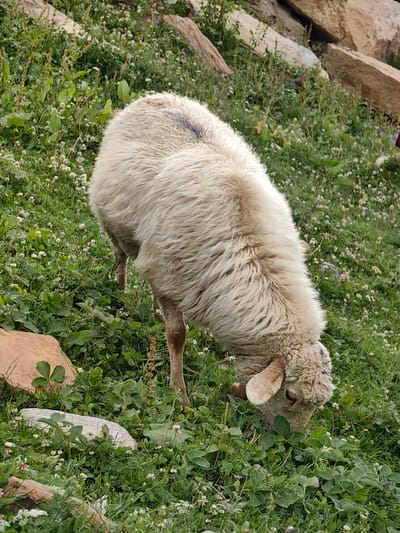 A sheep with cream-colored wool grazes in a grassy area with scattered rocks in Gramphu, India. The sheep is bent over, its head down, eating grass and small white flowers. The surrounding vegetation is lush and green, with some larger rocks and a dirt path visible in the background. The lighting suggests it is daytime, possibly overcast.