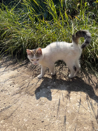 A juvenile cat with white fur, grey markings on its head and tail, stands on a dirt path in Verinsko, Bulgaria. The cat is facing left, with its head turned towards the viewer. It has green eyes and a curled tail. Tall green grass is visible behind the cat. The ground is a mixture of dirt and small stones, with dappled sunlight casting shadows.