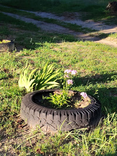 The image shows a garden scene on a sunny day. The foreground features a large, black tire repurposed as a planter. Inside the tire, a cluster of green plants is growing, with a few delicate pink and white flowers blooming. To the left of the tire planter, a clump of broad, light green leaves, possibly from an iris or similar plant, adds to the lushness of the garden. The ground is covered in green grass and some dry leaves, with patches of exposed soil. In the background, a dirt path winds through the grassy area. The lighting suggests it is late afternoon, with long shadows cast across the ground. The overall impression is one of a rustic, natural setting, likely in a rural or semi-rural location, consistent with the provided location context of Мётчанскі сельскі Савет, Belarus. There is no visible text in the image.