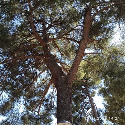 The image shows a low-angle view of a large pine tree with a thick, textured trunk that splits into two main branches. The branches are covered in dense green needles and numerous pinecones. The sky is visible through the branches, and it appears to be a clear day. At the bottom of the image, a portion of a light fixture with a gray metal casing and a white lamp is visible. In the lower right corner of the image, a timestamp reads "16.07.2026 14:24". The scene is outdoors, likely in a park or natural area within the city of Grumo Appula, Italy, given the timestamp's date format and the commonality of pine trees in such regions. No people are visible in the image.