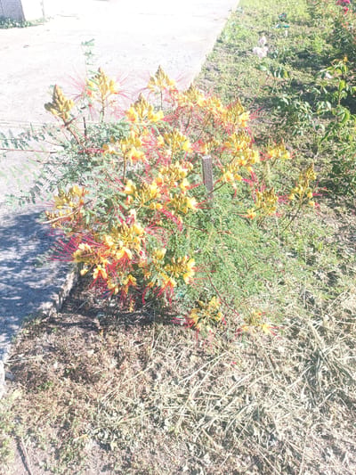 The image shows a bush with yellow and red flowers, likely a Caesalpinia pulcherrima, growing on the side of a paved area in Venets, Bulgaria. The ground surrounding the bush is covered with dry grass and some small green plants. The paved area appears to be a sidewalk or a pathway, with a shadow cast on it from the bush. The background consists of more greenery and some indistinct objects. The scene appears to be outdoors in daylight.