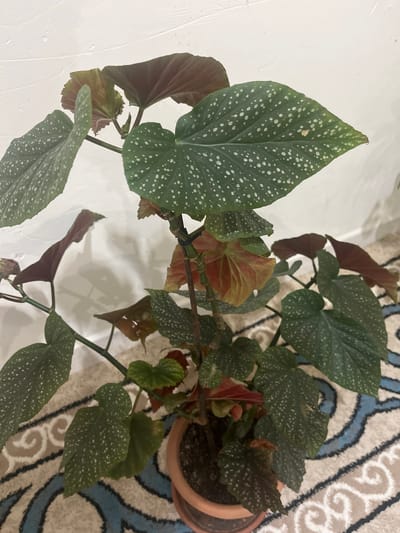 The image shows a potted plant, likely a Begonia, with large, dark green leaves spotted with white. The plant has multiple stems and some reddish-brown leaves. It is placed in a terracotta pot. The background consists of a white wall and a rug with a blue and cream swirling pattern. The lighting suggests it's indoors, possibly in a home or greenhouse. There are no people visible in the image, and no text is present. The scene appears to be a still life, focusing on the plant itself. The overall impression is one of a healthy, indoor plant, though some leaves show slight discoloration. The location context of Kayirma, Kyrgyzstan, is provided but not visually discernible from the image itself.