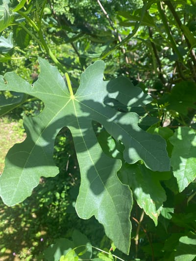 The image shows a close-up of a large, green, lobed leaf, likely from a fig tree, in the city of Sachsenheim, Germany. The leaf has a prominent central vein and smaller veins radiating outwards, creating a textured surface. Sunlight casts distinct shadows across the leaf, highlighting its shape and texture. The background consists of more green foliage, branches, and dappled sunlight filtering through the leaves, suggesting an outdoor, natural setting. The ground below the foliage is covered with smaller plants and some shadows. No people or specific actions are depicted.
