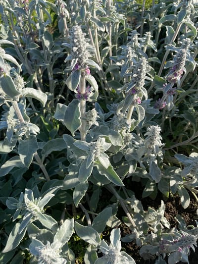 The image shows a close-up, overhead view of a patch of Lamb's Ear plants (Stachys byzantina). The plants are characterized by their soft, silvery-green, fuzzy leaves and their distinctive fuzzy, spike-like flower stalks. Some of the flower stalks are topped with small clusters of purplish-pink buds. The overall texture of the foliage is soft and downy, and the plants are densely packed together, creating a carpet-like effect. The lighting suggests it is daytime, possibly late morning or afternoon, with dappled sunlight casting shadows on the leaves and the dark soil beneath. The background shows some darker green foliage, possibly other plants or weeds interspersed with the Lamb's Ear. The setting appears to be a garden or natural landscape in Izborsk, Russia. There is no visible text in the image.