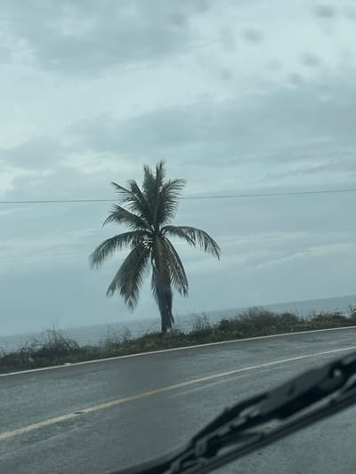 The image depicts a coastal road with a lone palm tree on the left side, likely in or near El Calvario, Mexico. The sky is overcast with heavy, gray clouds, suggesting a gloomy or possibly rainy day. The road surface is wet, with visible yellow and white lane markings. Beyond the road, there is a strip of dense, dry vegetation bordering the ocean. The ocean itself is calm and appears muted in color due to the overcast conditions. The view is from inside a vehicle, with a portion of the windshield and a windshield wiper visible in the foreground, suggesting the photograph was taken while driving. There are no people or animals visible in the image, and no specific actions or interactions are occurring. The overall atmosphere is somber and serene, dominated by the muted tones of the cloudy sky and the sea.