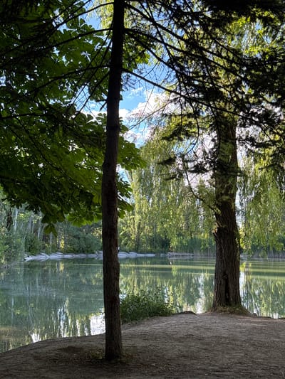 The image depicts a tranquil lakeside scene at Lake Arpi National Park in Jrvej, Armenia. In the foreground, two trees stand prominently on a sandy bank. The tree on the left has large, dark green leaves, while the tree on the right, a willow, cascades with delicate, light green foliage. The lake stretches out behind them, its surface reflecting the lush green trees and the bright blue sky dotted with white clouds. The far bank of the lake is lined with a dense forest, creating a sense of depth and immersion in nature. The overall atmosphere is serene and picturesque, highlighting the natural beauty of the location.
