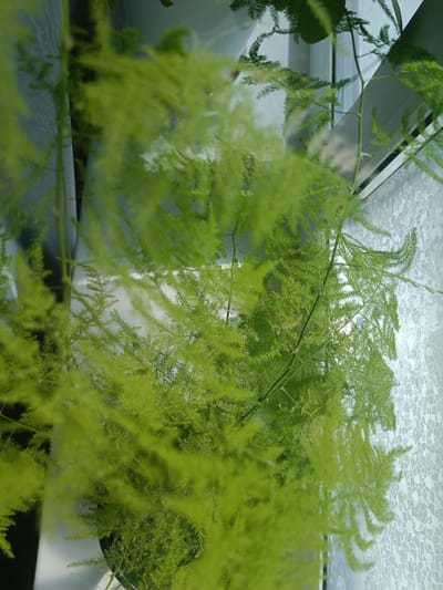 The image shows a close-up, slightly blurred view of an asparagus fern plant with bright green, feathery foliage. The plant is positioned near a window with a textured, light-colored curtain or blind visible in the background. The lighting suggests an indoor setting, possibly near natural light filtering through the window. There are no people or animals present in the image. The orientation of the image is vertical. The location is specified as Nekrasovka, Russia.