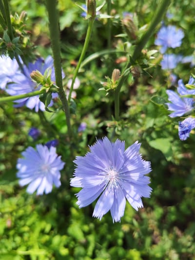The image shows a close-up view of several light purple flowers with delicate, ray-like petals. The flowers are in focus, with the surrounding foliage appearing slightly blurred. The environment suggests an outdoor setting with lush greenery. The image was taken in Belka, Russia.