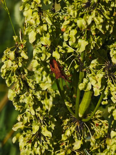 A close-up, vertical, eye-level shot shows a brown leaf-footed bug resting on a cluster of light green seed pods. The bug is positioned in the upper-center of the frame, with its reddish-brown body and long, thin legs clearly visible. The seed pods are clustered together, with some dark specks, possibly aphids, present on the stems and pods. The background is a soft, green blur of foliage, suggesting an outdoor, natural environment. The lighting is bright and natural, creating highlights on the seed pods and the bug's exoskeleton. The image does not depict any elements or features specifically identifiable to the city of Ковригино, Russia.