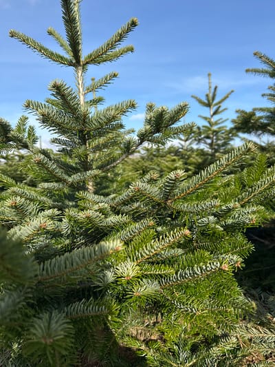 The image displays a close-up view of a coniferous tree, likely a fir, in what appears to be a tree farm or nursery in Brechin, United Kingdom. The foreground is dominated by the dense, green to bluish-green needles and branches of a single specimen, exhibiting a clear central leader and radial branch structure. Numerous other similar coniferous trees, varying in height and density, extend into the background, filling the midground and suggesting an extensive plantation. The sky overhead is clear and bright blue, occupying approximately the top third of the frame. No individuals, animals, or man-made structures are present within the visible scene, indicating an agricultural setting focused on tree cultivation under natural daylight.
