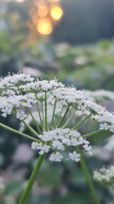 This is a close-up, vertically oriented photograph of a cluster of small white flowers, likely an umbellifer, in an outdoor setting. The flowers are arranged in an intricate, compound umbel structure, with numerous tiny petals creating a delicate, lacy appearance. The stems are slender and green, supporting the floral clusters.

In the background, the scene is softly blurred, creating a bokeh effect. To the left, there are out-of-focus circles of light in warm, golden hues, suggesting either sunlight filtering through foliage or artificial lights. The rest of the background consists of muted green and gray tones, indicating foliage and perhaps the sky or other natural elements.

The lighting suggests it might be late afternoon or early evening, with the warm light casting a soft glow. The overall mood is serene and natural, focusing on the intricate beauty of the plant. There is no visible text in the image. The setting appears to be a natural environment, consistent with a location like Kivyliai, Lithuania, where such flora would be common. The image captures a moment of natural beauty, emphasizing the delicate details of the flowers.