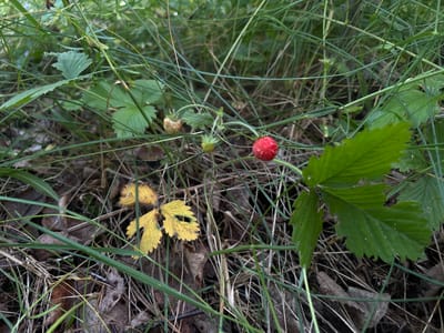 This is a close-up, outdoor, eye-level photograph of wild strawberries and foliage in Savonlinna, Finland. In the center of the frame, a ripe red wild strawberry is visible, accompanied by a developing green strawberry and an unripe, pale pinkish-white one. Surrounding the strawberries are several green strawberry leaves, some showing signs of being eaten. To the left, a yellowed and decaying strawberry leaf with serrated edges lies on the ground amidst dry leaves and pine needles, typical of the forest floor in the region. Thin blades of green grass and other vegetation are interspersed throughout the scene, creating a natural, overgrown environment. The lighting suggests it is daytime, with soft natural light illuminating the subjects. There are no people or animals present in the image.