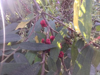This image depicts a close-up view of a plant located in the city of Ban Naduan, Laos. The foreground and midground are filled with dense foliage consisting of dark green, textured leaves with visible venation, some exhibiting a serrated appearance. Clusters of bright reddish-pink, multi-lobed berries, approximately 0.5-1 cm in diameter, are visible attached to brown stems, primarily in the right half of the frame. Numerous smaller, light green, spherical buds or unripe fruits are also present in clusters throughout the branches. Sunlight enters from the upper left, creating bright yellow-green highlights on some leaves and a lens flare. The background is blurred, showing additional green and yellowish foliage, consistent with an outdoor, natural environment. No individuals or man-made objects are discernible.