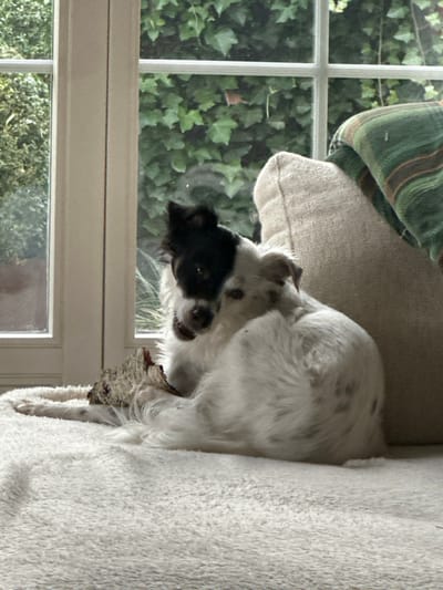 An indoor scene in Pfäffikon SZ, Switzerland, features a dog lying on a light-colored, fluffy blanket. The dog is primarily white with a prominent black patch covering its left eye and ear. It is curled, facing the viewer, actively gnawing on a piece of light-colored, textured material resembling tree bark. A beige cushion with a green, striped throw blanket rests behind the dog to the right. A multi-paned window with white frames occupies the background, revealing dense green ivy covering an exterior surface. Natural light illuminates the scene from the window.