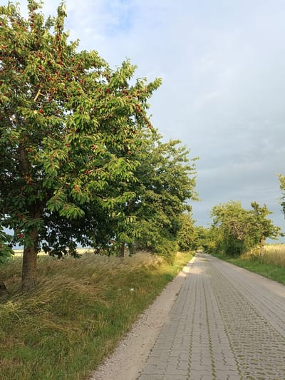 The image depicts a paved pathway lined with trees on both sides. The pathway appears to be a road or a scenic route, possibly a designated bike path or a quiet country lane. On the left side of the path, a cherry tree is prominently featured, laden with ripe red cherries. The tree's trunk is visible, and its branches extend over the path. Beyond the tree, a field of tall, dry grass can be seen. The right side of the path is also bordered by trees and vegetation, with a hint of a cultivated field or pasture in the distance. The sky is overcast with some patches of blue, suggesting either the aftermath of a storm or the approach of one. The lighting indicates it might be late afternoon or early evening. The overall scene evokes a sense of rural tranquility. While the exact location within Gartz (Oder), Germany, cannot be pinpointed from the image alone, the presence of such pathways and fruit-bearing trees is consistent with rural or semi-rural landscapes found in such regions. There are no people or animals visible in the image.