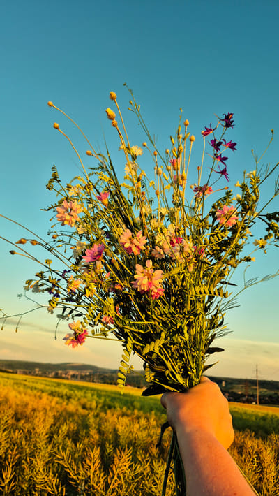 A hand holds a bouquet of wildflowers against a bright blue sky. The flowers are a mix of pink, purple, and white, with delicate petals and slender stems. Some of the flowers are in full bloom, while others are still buds. The bouquet is dense with greenery, creating a lush and natural appearance.
In the background, a field of golden grass stretches towards the horizon. The warm, yellow hues of the field suggest it is either late afternoon or early morning, with the sun casting a golden glow. Power lines are visible in the distance, indicating human presence and infrastructure in the rural landscape. The scene evokes a sense of peace and the simple beauty of nature.
The image appears to be taken outdoors, likely in a rural area given the presence of fields and wildflowers. The clear blue sky suggests fair weather. The overall mood is serene and idyllic, highlighting the natural beauty of the collected flowers and the surrounding landscape.