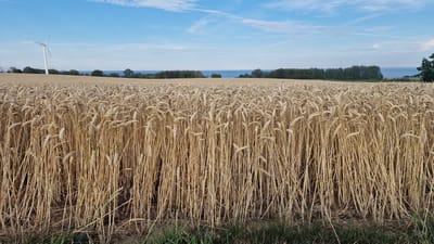 The image depicts a vast field of ripe wheat in Brantevik, Sweden, under a clear blue sky with wispy clouds. In the distance, a white wind turbine stands on a slight incline, overlooking the Baltic Sea, which is visible as a thin blue line on the horizon. The wheat stalks are golden brown, indicating they are ready for harvest, and they fill the foreground and mid-ground of the image. A line of trees forms a dark green border between the wheat field and the sea. The overall scene is serene and captures a typical summer landscape in the Swedish countryside. There are no people or animals visible in the image.