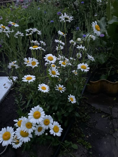 The image depicts a garden scene, purportedly in Vasilevka, Russia, characterized by numerous blooming white daisies with yellow centers. The lighting is dim, suggesting either dusk or an overcast day.

In the foreground and midground, clusters of daisies are prominent, exhibiting white petals and distinct yellow central disc florets. Many of the flowers are upright and fully open, while some appear slightly wilted or turned away, particularly in the upper right quadrant. The foliage surrounding the daisies is green and dense, with some taller, slender green plants in the background. Scattered throughout the background are small purple and blue flowers, providing minor color accents.

The ground consists of dark, moist soil. A black flexible pipe, consistent with an irrigation line, runs horizontally across the lower right portion of the image. Partially visible on the far right is a ribbed, yellowish-brown plastic planter or pot. On the lower left, a flat, rectangular white object, possibly a piece of stone, tile, or a container lid, is partially embedded in the soil. No people or animals are visible in the scene.