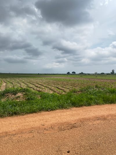 The image depicts an agricultural scene in Rim, Nigeria, under a cloudy sky. A dirt road runs along the right side of the frame, bordered by a strip of green grass. Beyond the grass, a cultivated field stretches into the distance, showing rows of young plants. The sky is filled with dramatic, dark clouds, suggesting overcast or potentially stormy weather. A few scattered trees are visible on the horizon, breaking up the expanse of the field. The overall impression is one of rural landscape and agricultural activity, possibly during a period of rainfall or anticipation of it. There is no visible text in the image.