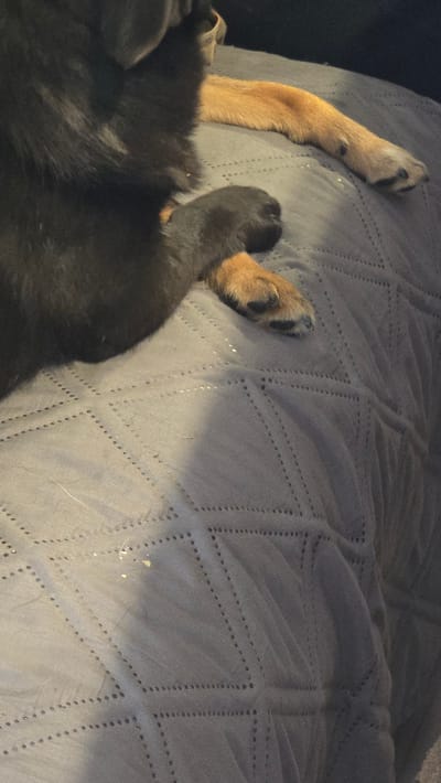 The image shows a close-up view of a dog's paws resting on a textured gray blanket. The dog's fur is dark on the left side of the frame, with parts of its body visible. Two paws are clearly visible, one with tan fur and black toes, and another darker paw with tan tips. The blanket has a repeating diamond pattern formed by stitching and small holes. There are a few specks of light-colored debris on the blanket, and some stray white hairs are also visible. The lighting suggests an indoor setting. The image does not provide any information about the city of Rudnik, Bulgaria, or any specific location within it.