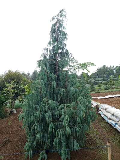 A tall, green, weeping conifer tree dominates the image. Its foliage cascades downwards, creating a curtain-like effect. The tree stands in a cultivated area with red soil, a wire fence, and bags of material lined up along the edge. Other trees and greenery are visible in the background under a cloudy sky.