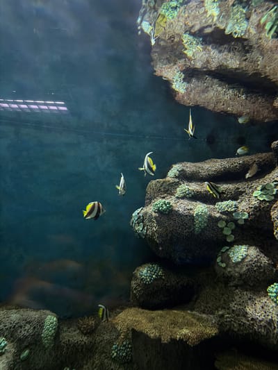 An underwater scene depicts a variety of marine fish swimming within a large aquarium, likely located in Tepebaşı, Turkey. The primary subjects are several Moorish Idols (Zanclus cornutus), easily identifiable by their striking black, white, and yellow banded bodies and elongated dorsal fins. Another fish, possibly a Longfin Bannerfish, is also visible.
The fish are seen against a deep blue, murky water background. To the right and top, dark, textured rock formations mimic a natural coral reef or cavern, adorned with scattered green or light-colored circular growths that resemble coral polyps. These formations suggest an artificial habitat designed for the aquarium inhabitants.
The activity shows the fish gracefully navigating their aquatic environment. Notable details include the subdued lighting typical of an aquarium, with prominent rectangular light reflections visible on the upper left surface of the water, indicating artificial light sources from outside the tank. No specific time of day or weather conditions are discernible due to the indoor, artificial setting. There is no visible text in the image.