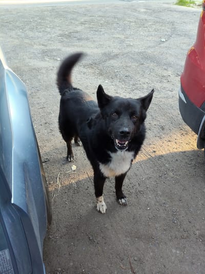 The image shows a black and white dog standing on a gravel surface, possibly a road or parking lot, in the city of Khodaevo, Russia. The dog is facing the camera, with its mouth open and tongue visible, appearing to be panting or smiling. It has a bushy black tail, erect ears, and white markings on its chest and paws. To the left of the dog is the side of a silver or blue car, and to the right is the rear quarter panel of a red vehicle. The ground is covered in small stones and dirt, with some dry grass stalks scattered around. The lighting suggests it is daytime, with sunlight casting shadows.