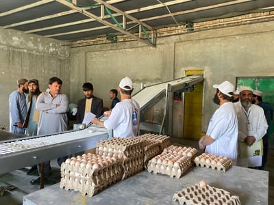 An interior view of an egg packaging facility in Shuyene Vosta, Afghanistan, shows approximately nine adult males engaged in observation and inspection. In the foreground and midground, a metal table holds numerous stacked cardboard egg cartons filled with brown and white eggs, with one empty carton partially visible in the bottom right. An egg conveyor belt system runs through the left and center of the frame, with individual eggs visible on its surface.
On the right side of the image, two men in white attire are prominent. One, facing away from the camera, wears a white polo shirt and a white baseball cap, holding a document and an egg over the conveyor belt. To his right, a man with a beard wears a white lab coat and a white cap, holding a document and an ID badge clipped to his lab coat, looking towards the viewer. Another man in similar white attire is partially visible behind him.
On the left side, a group of men in varied traditional and semi-formal attire are observing the conveyor belt and the activities. One man in a light grey shalwar kameez stands with his arms crossed, watching the operation. To his left, two men with beards and traditional headwear are also observing; one appears to have a rifle or shotgun slung over his left shoulder. Further left, a younger man in a dark suit jacket and yellow shirt holds a document, also observing. Additional figures are partially visible in the background.
The facility features unfinished concrete walls, an exposed metal beam ceiling structure, and a concrete floor. A yellow door or opening is visible in the background on the right, alongside a green painted wall or door. The scene depicts a operational or inspection moment within an egg processing environment.