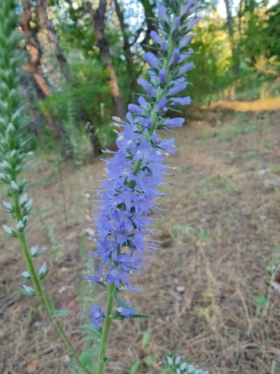 The image shows a close-up of a flowering plant with small purple-blue blossoms clustered on a tall spike. The plant has a green stem with some small leaves visible. To the left of the main flowering spike, another plant stem with unopened white flower buds is visible.

The background is a natural outdoor setting, likely a wooded or bushy area. The ground is covered with dry grass and leaves, and there are trees with visible bark and foliage in the mid-ground and background. The lighting suggests it might be late afternoon or early morning, with sunlight filtering through the trees and creating a warm, dappled effect in the background. The overall scene conveys a sense of nature and tranquility. There is no visible text in the image. The location is Shyroke, Ukraine.